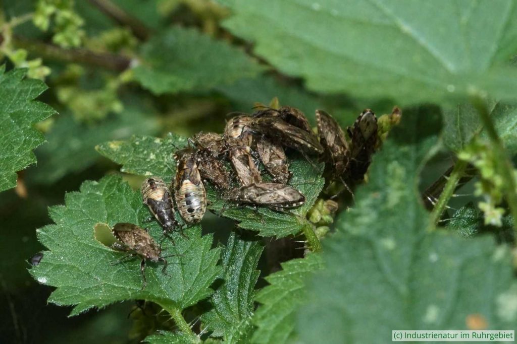 Brennnessel-Bodenwanze (Heterogaster urticae), Gleispark Frintrop, 03.09.2016