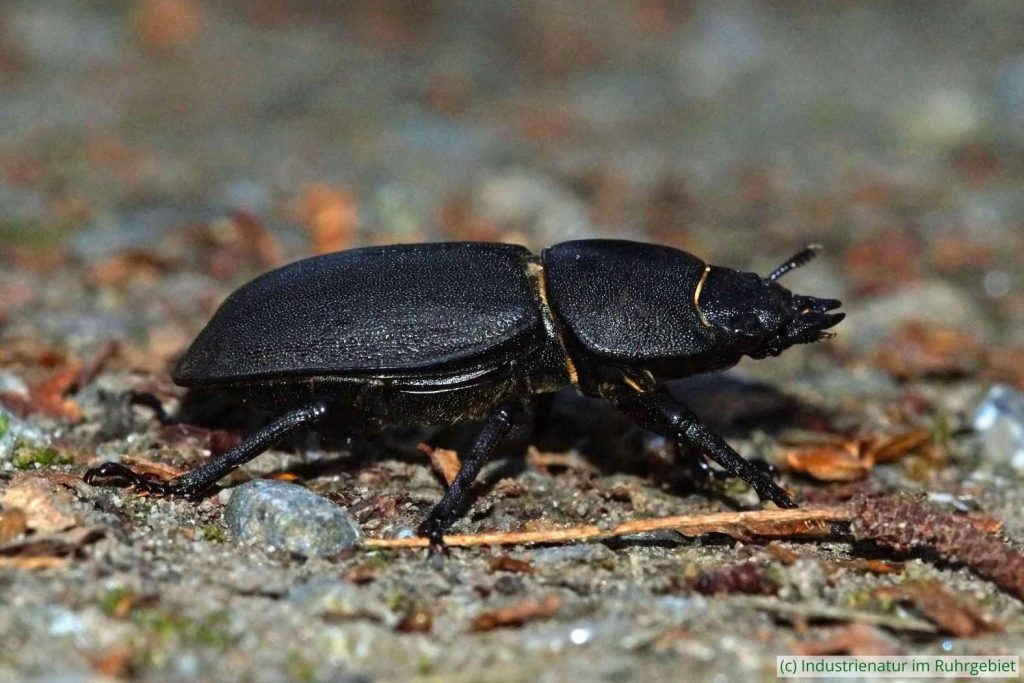 Balkenschröter (Dorcus parallelipipedus), Gleispark Frintrop, 09.09.2016