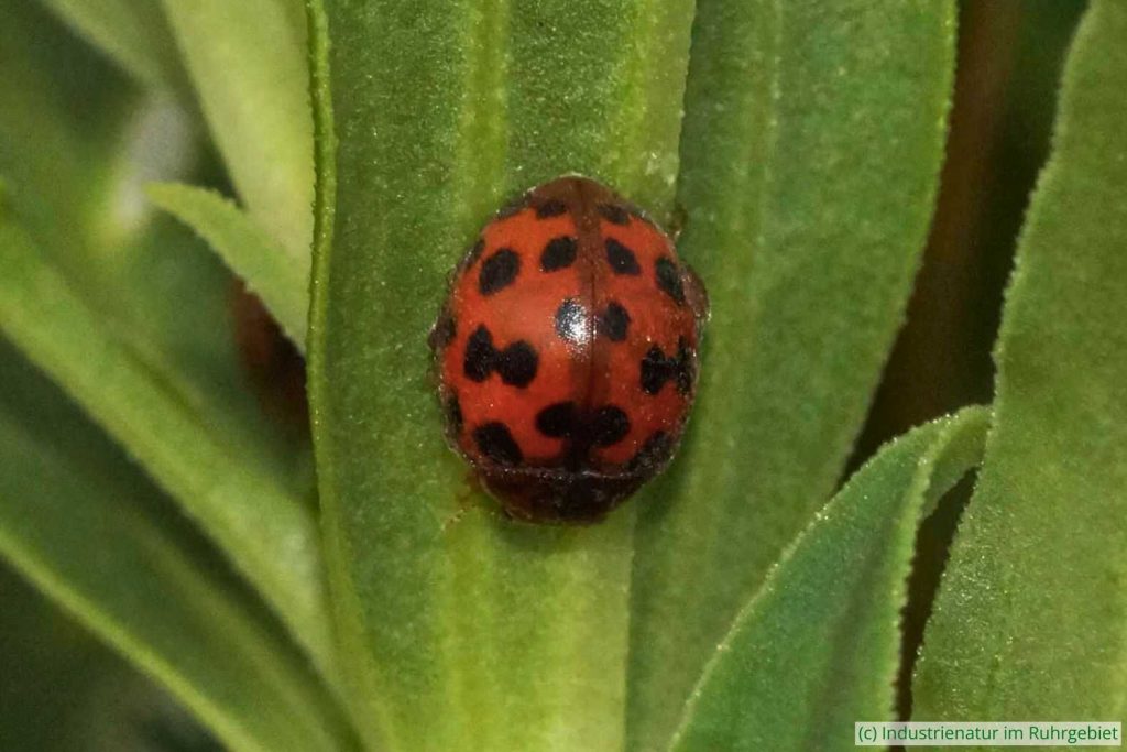Vierundzwanzigpunkt-Marienkäfer (Subcoccinella vigintiquatuorpunctata), Gleispark Frintrop, 20.06.2017