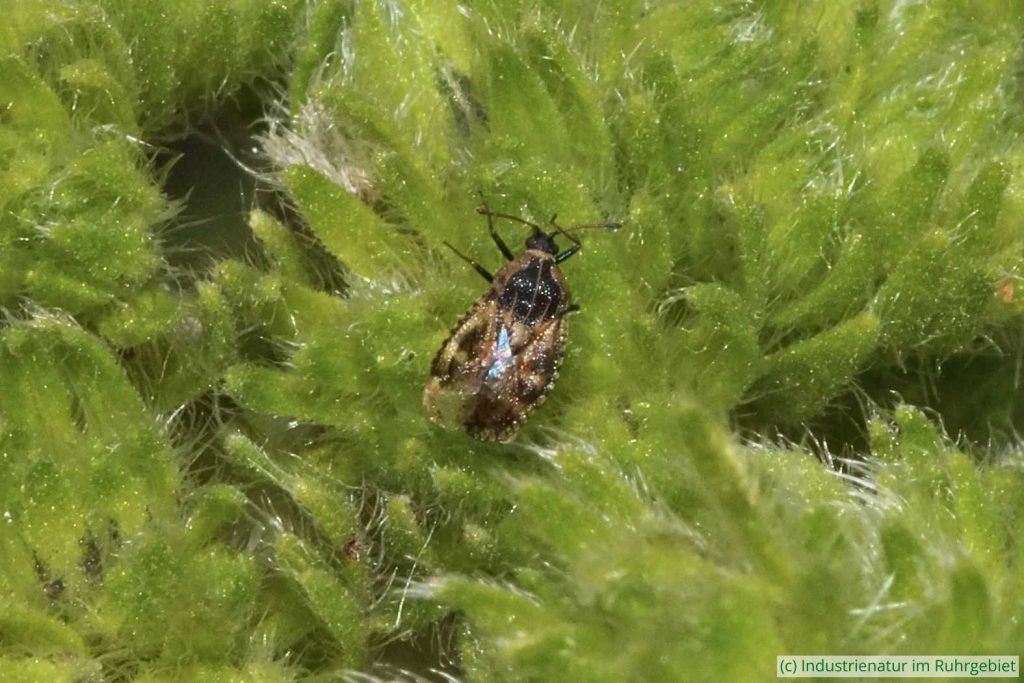 Natternkopf-Netzwanze (Dictyla echii), Gleispark Frintrop, 03.07.2017