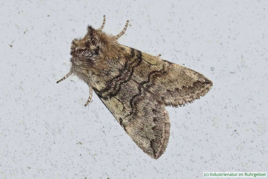 Rosthörniger Wollbeinspinner (Achlya flavicornis), Gleispark Frintrop, 06.04.2018