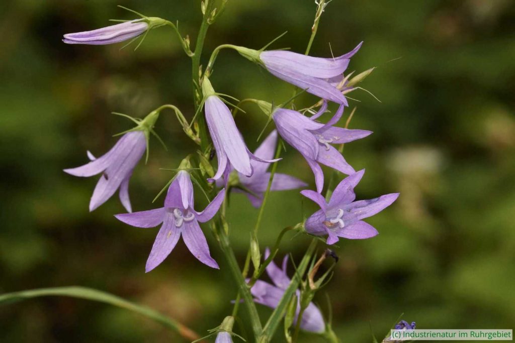 Rapunzel-Glockenblume (Campanula rapunculus), Gleispark Frintrop, 02.06.2018