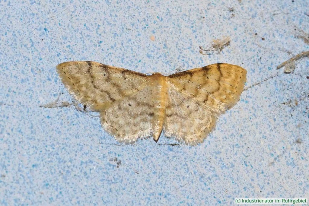Graurandiger Zwergspanner (Idaea fuscovenosa), Gleispark Frintrop, 20.06.2018