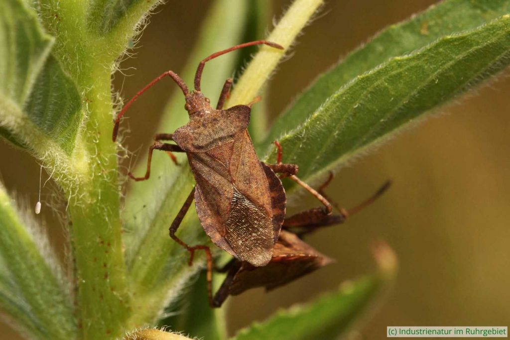 Lederwanze (Coreus marginatus), Gleispark Frintrop, 01.07.2018
