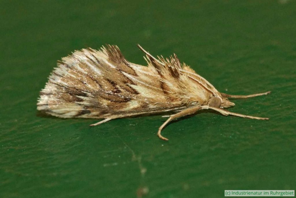 Zahnbindenzünsler (Cynaeda dentalis), Gleispark Frintrop, 07.07.2018