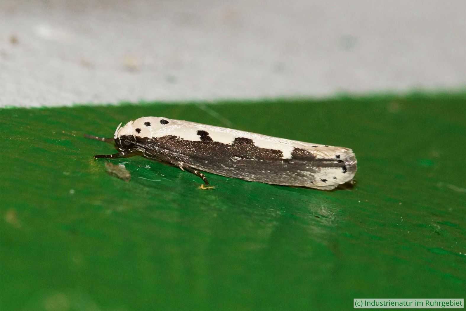 Natternkopf-Grasminiermotte (Ethmia bipunctella), Gleispark Frintrop, 08.07.2018