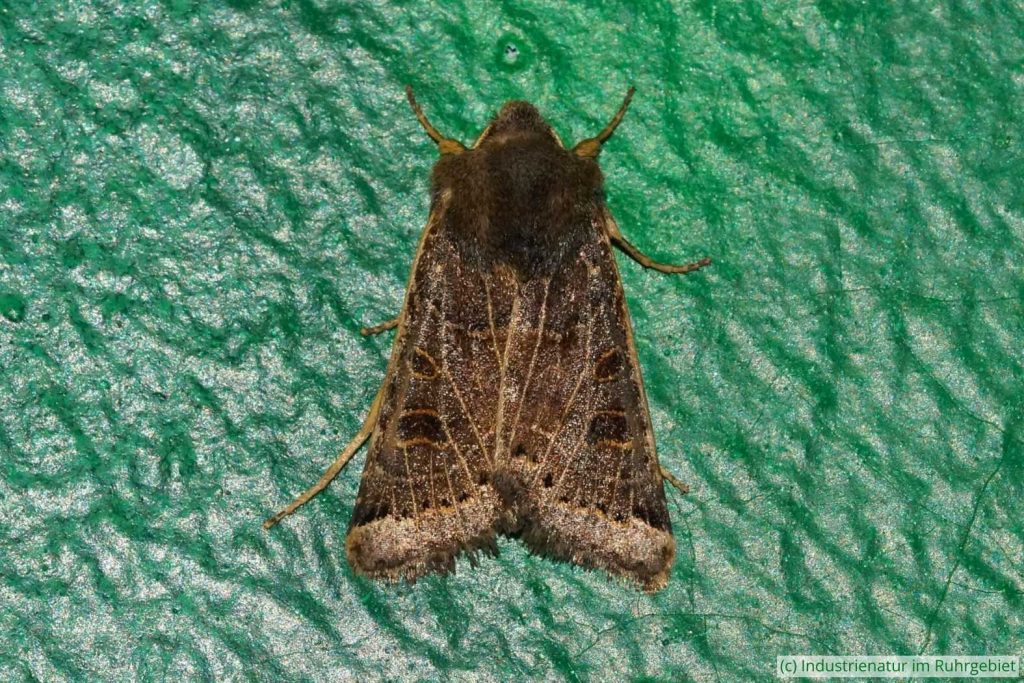 Mondfleck-Herbsteule (Agrochola lunosa), Gleispark Frintrop, 29.09.2018