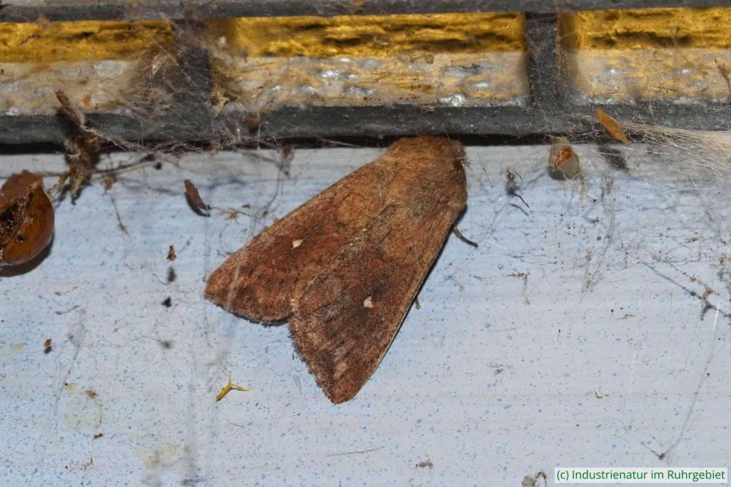 Weißpunkt-Graseule (Mythimna albipuncta), Gleispark Frintrop, 20.10.2018