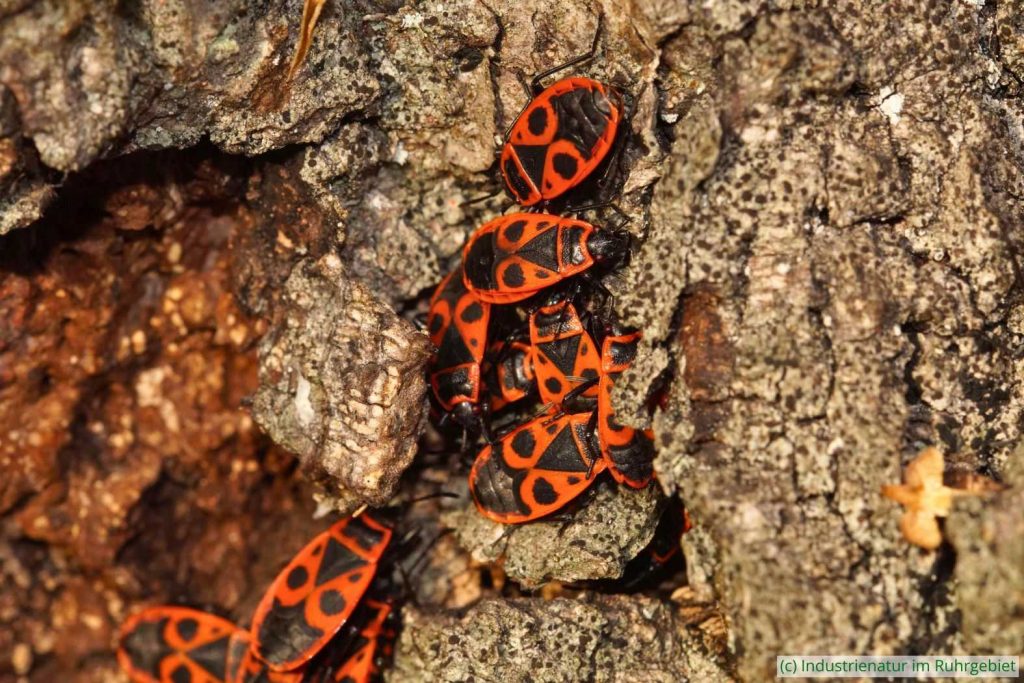 Versammlung (Aggregation) der Gemeine Feuerwanze (Pyrrhocoris apterus), Gleispark Frintrop, 01.12.2018