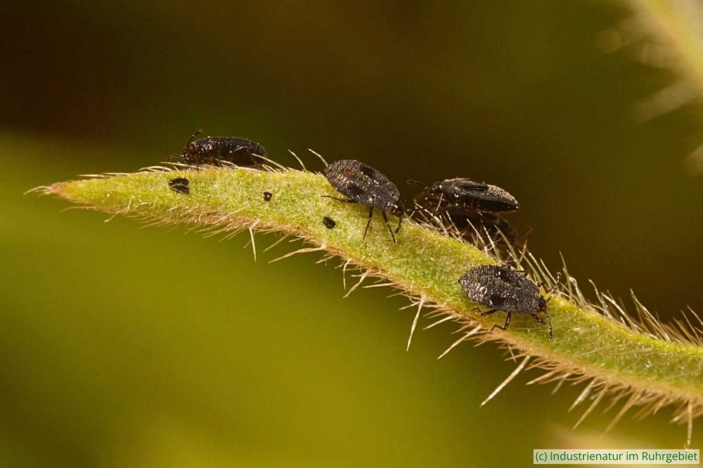 Nymphen der Natternkopf-Netzwanze (Dictyla echii), Glespark Frintrop, 17.06.2019