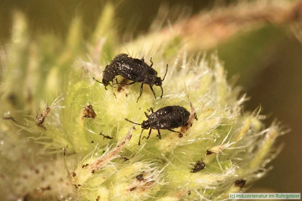 Nymphen der Natternkopf-Netzwanze (Dictyla echii), Glespark Frintrop, 17.06.2019