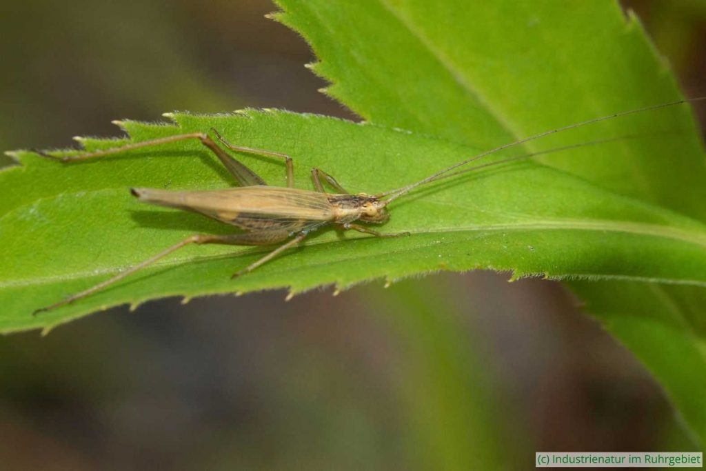 Weibliches Weinhähnchen (Oecanthus pellucens), Gleispark Frintrop, 31.07.2022