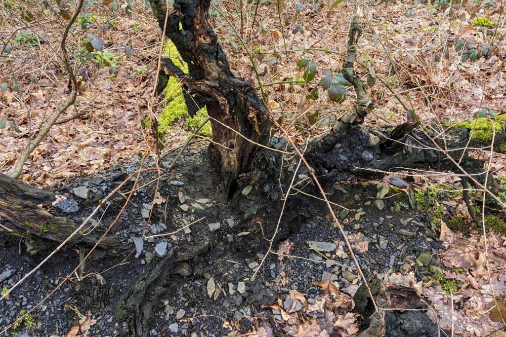 Bergematerial auf der Halde Gottfried Wilhelm, 02.04.2023