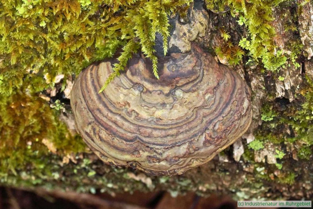 Zunderschwamm (Fomes fomentarius), Halde Gottfried Wilhelm, 02.04.2023