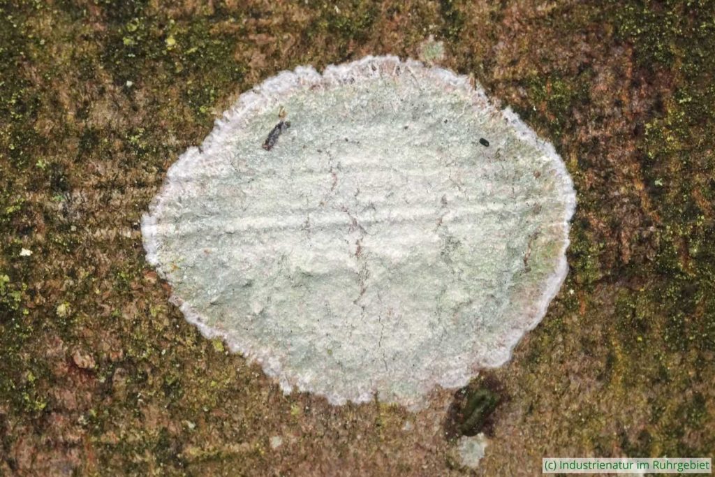 Gewöhnliche Silberfleck (Phlyctis argena), Halde Gottfried Wilhelm, 02.04.2023