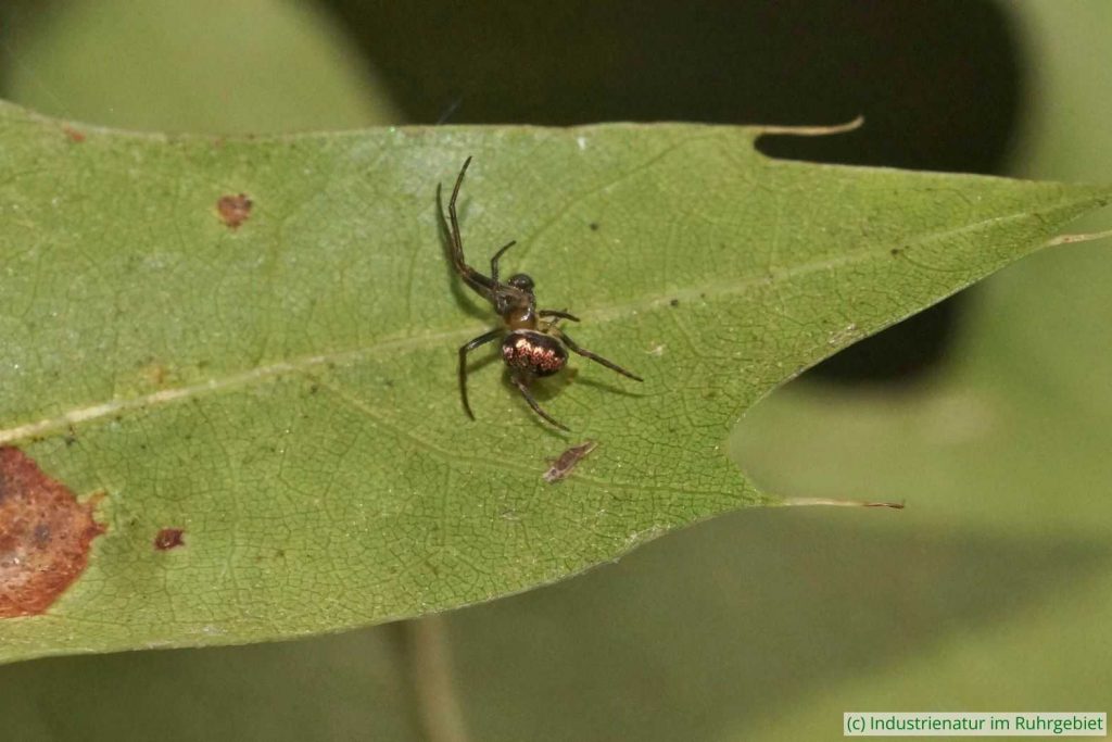 Maskenspinne (Zilla diodia), Halde Gottfried Wilhelm, 03.10.2024