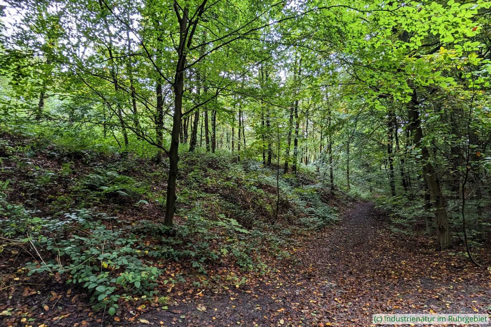 Die Halde Gottfried Wilhelm im Schellenberger Wald, 03.10.2024