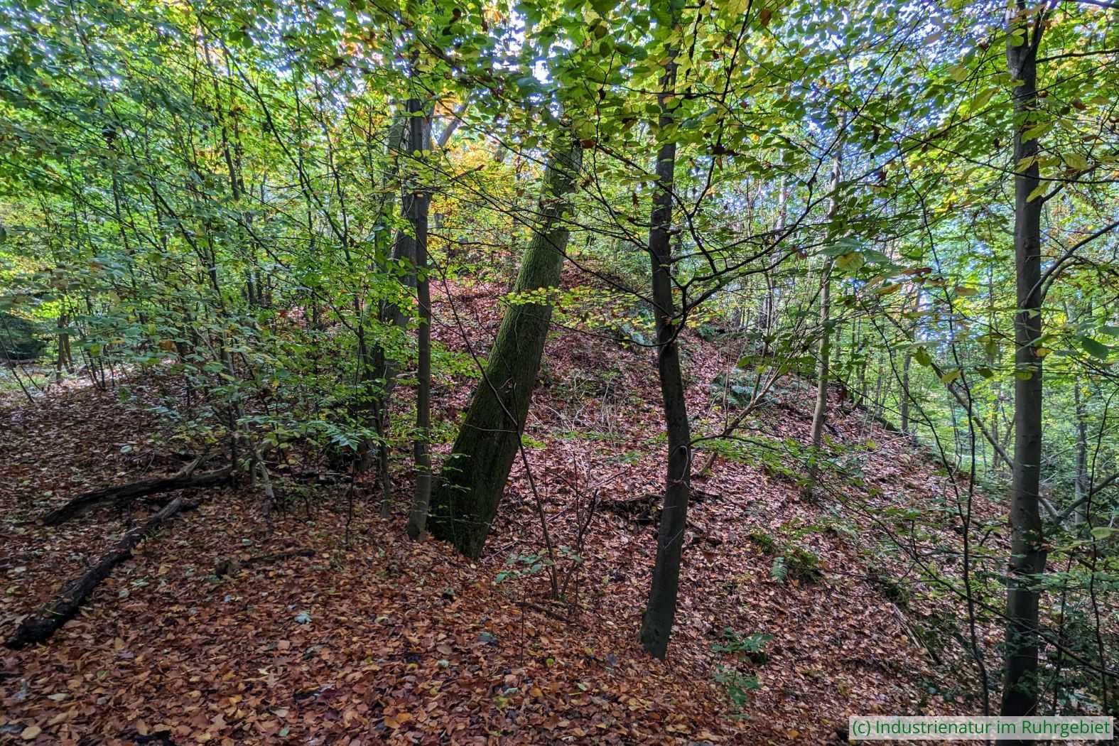 Blick auf den nordöstlichen Bereich der Halde Gottfried Wilhem, 19.10.2025