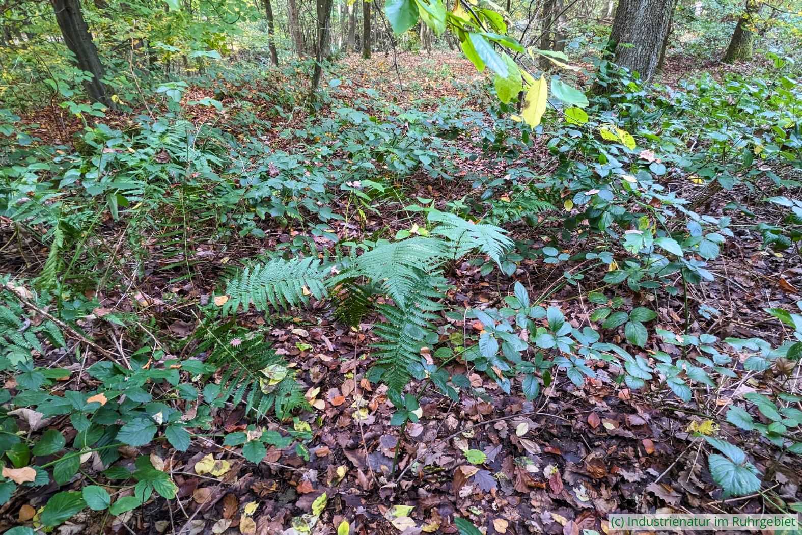 Brombeeren (Rubus sp.) und Gewöhnlicher Wurmfarn (Dryopteris filix-mas), Halde Gottfried Wilhelm, 19.10.2025