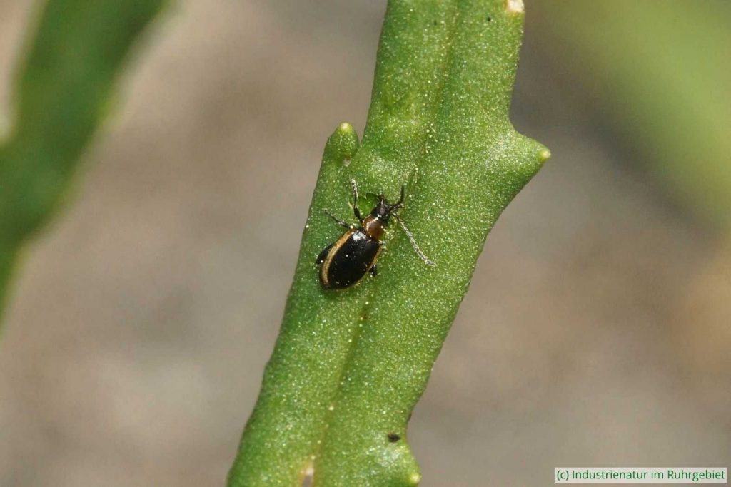 Hellrandiger Langfuß-Erdfloh (Longitarsus dorsalis), Halde Hoheward, 03.05.2025