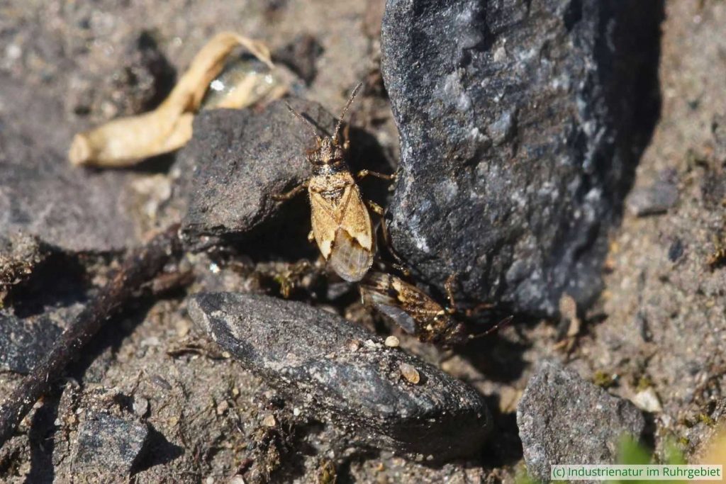 Nysius huttoni, Halde Hoheward, 20.06.2025