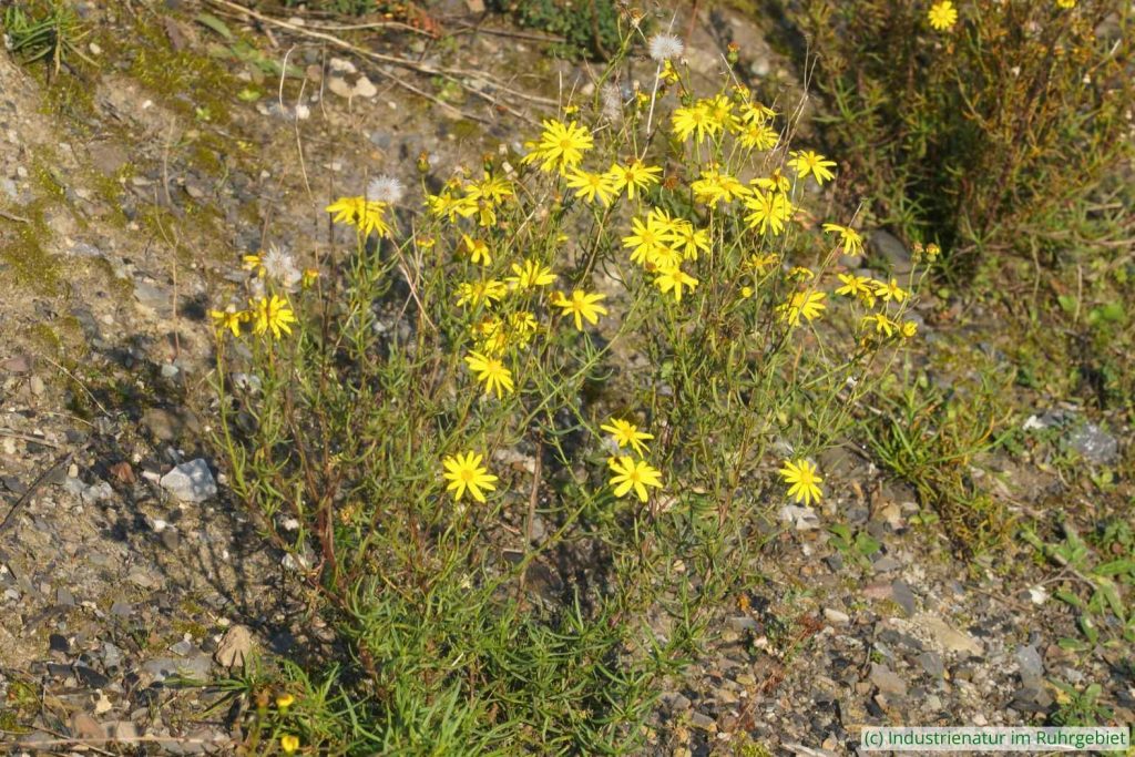 Blühendes Schmalblättriges Greiskraut (Senecio inaequidens), Halde Hoheward, 08.11.2025