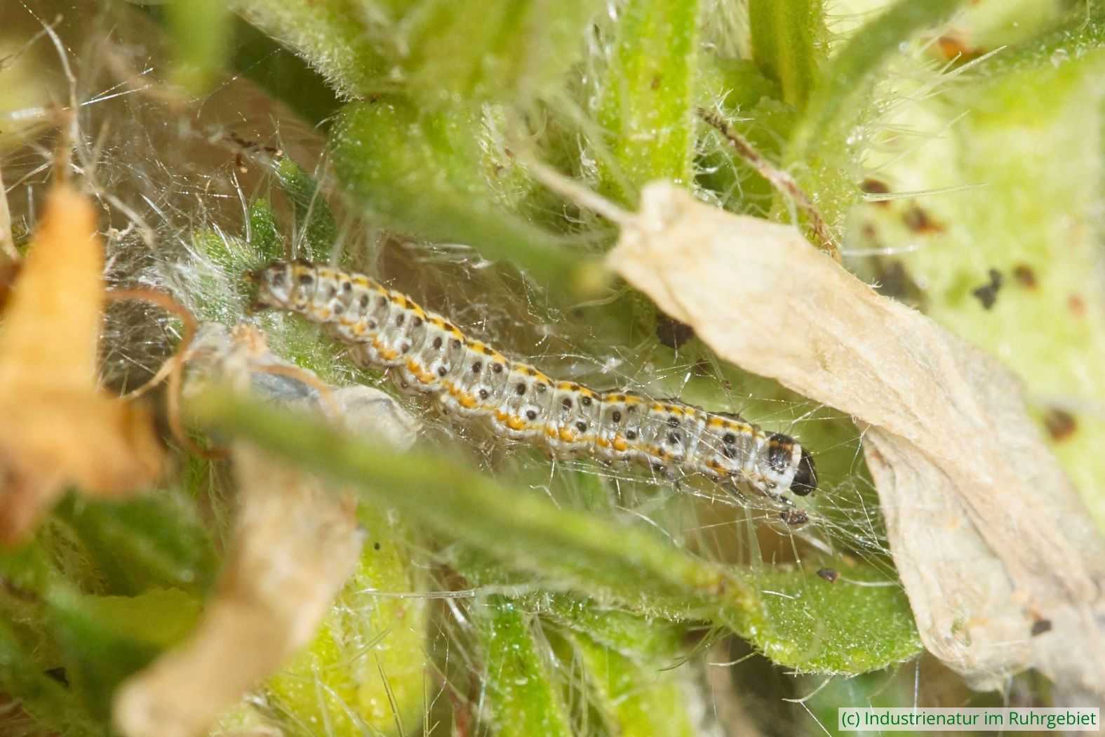 Junge Raupe der Natternkopf-Grasminiermotte (Ethmia bipunctella) in ihrem typischen feinen Gespinst, Halde Lothringen, 07.07.2024