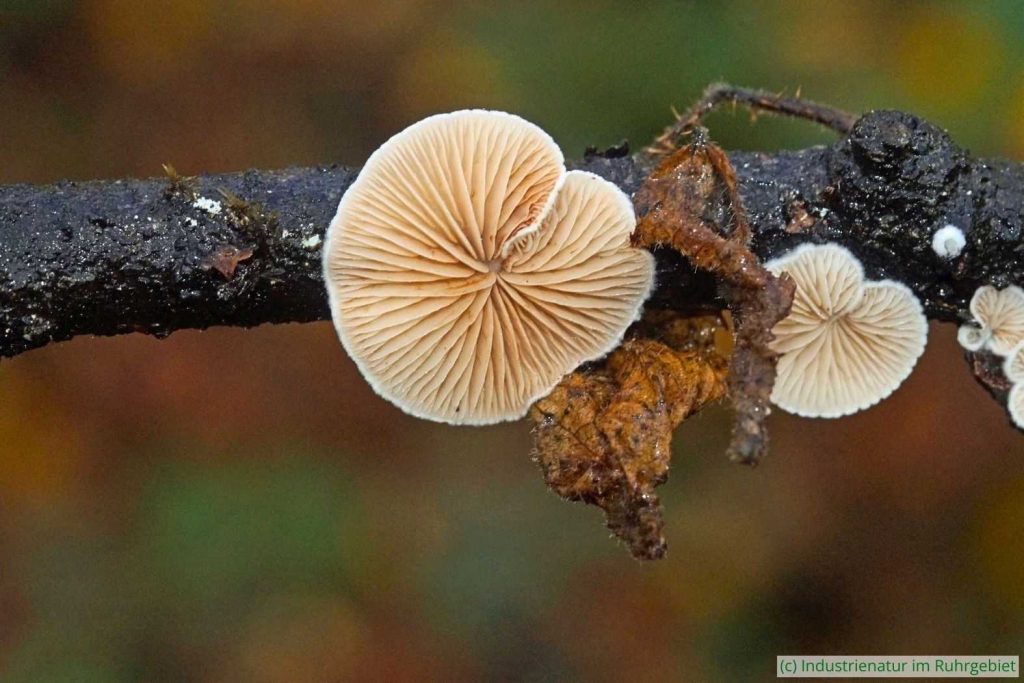 Gemeines Stummelfüßchen (Crepidotus variabilis), Halde Pörtingsiepen, 26.11.2022