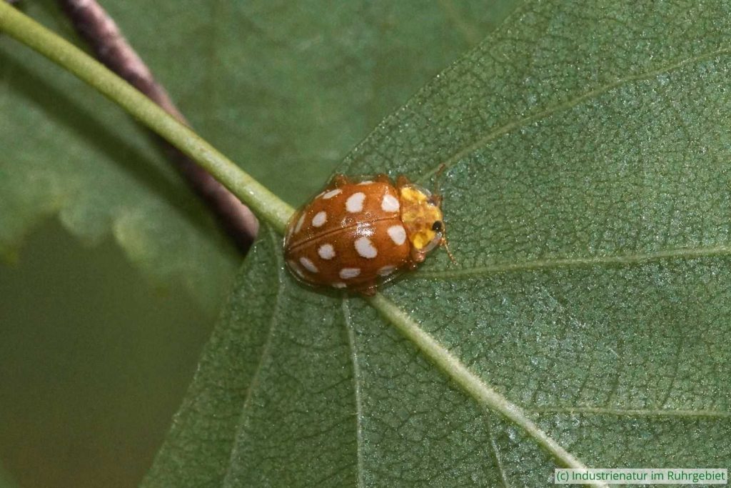 Sechzehnfleckiger Pilz-Marienkäfer (Halyzia sedecimguttata), Halde Pörtingsiepen, 21.05.2023