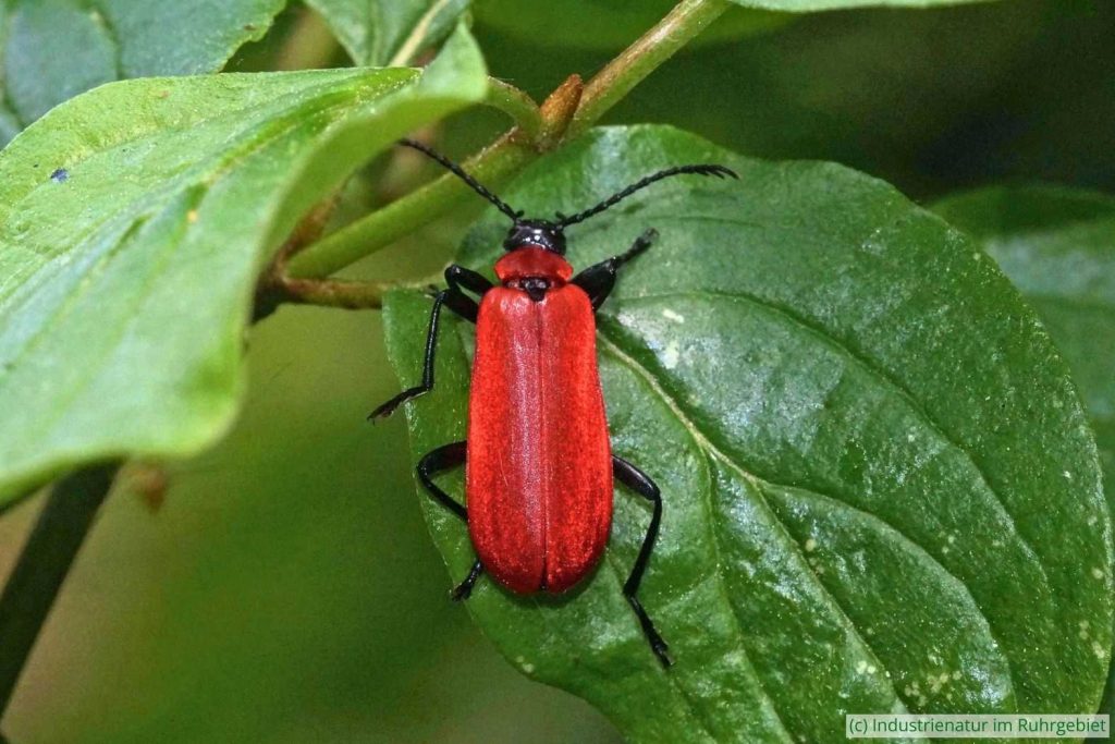 Scharlachroter Feuerkäfer (Pyrochroa coccinea), Halde Pörtingsiepen, 21.05.2023