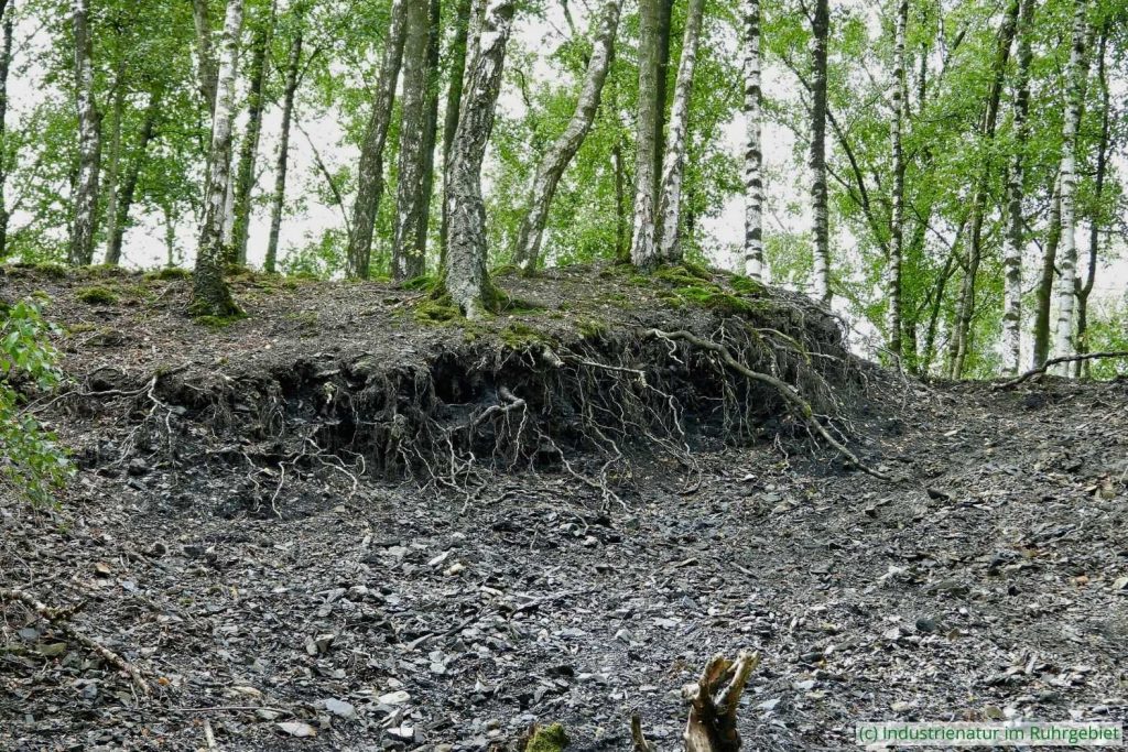 Freiliegende Wurzeln einer Hänge-Birke (Betula pendula) am steilen Hang, Halde Pörtingsiepen, 21.05.2024
