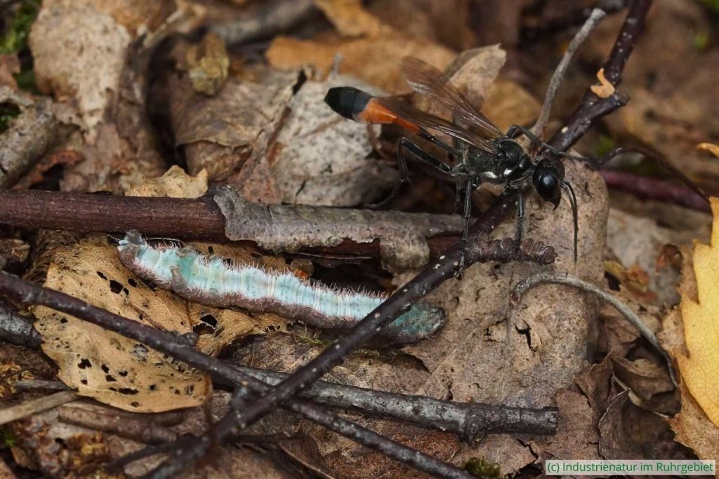 Gemeine Sandwespe (Ammophila sabulosa) mit erbeuteter Raupe, Halde Pörtingsiepen, 19.08.2023