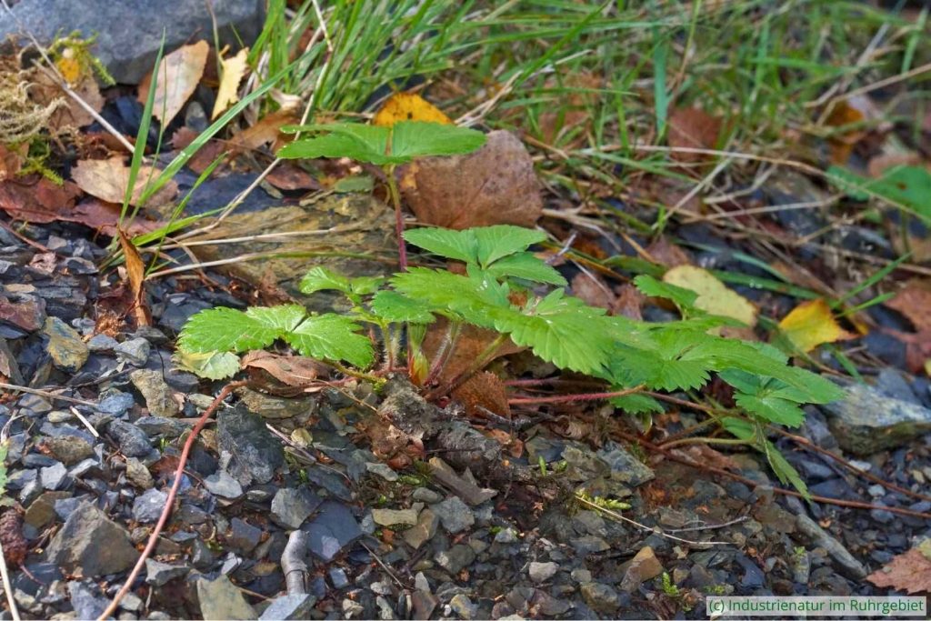 Wald-Erdbeere (Fragaria vesca), Halde Pörtingsiepen, 01.10.2023