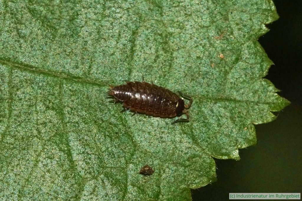 Gestreifte Moosassel (Philoscia muscorum), Halde Pörtingsiepen, 01.10.2023