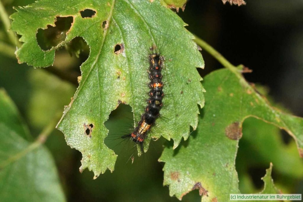 Raupe des Schlehen-Bürstenspinners (Orgyia antiqua), Halde Pörtingsiepen, 30.05.2024