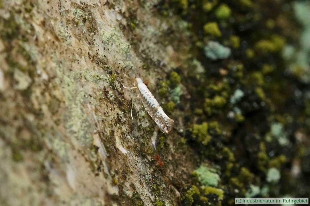 Argyresthia retinella, eine auf Birken (Betula sp.) spezialisierte Kleinschmetterlingsart, Halde Pörtingsiepen, 30.05.2024