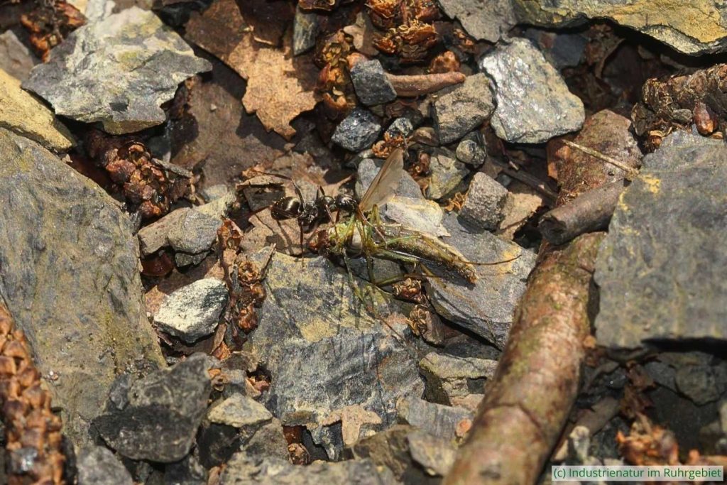 Waldameise (Formica sp.) transportiert ein totes Insekt, Halde Pörtingsiepen, 30.05.2024
