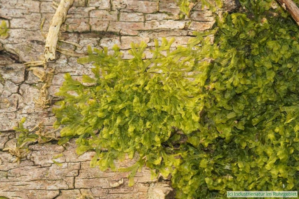 Gewöhnliches Igelhaubenmoos (Metzgeria furcata), Halde Pörtingsiepen, 22.02.2025