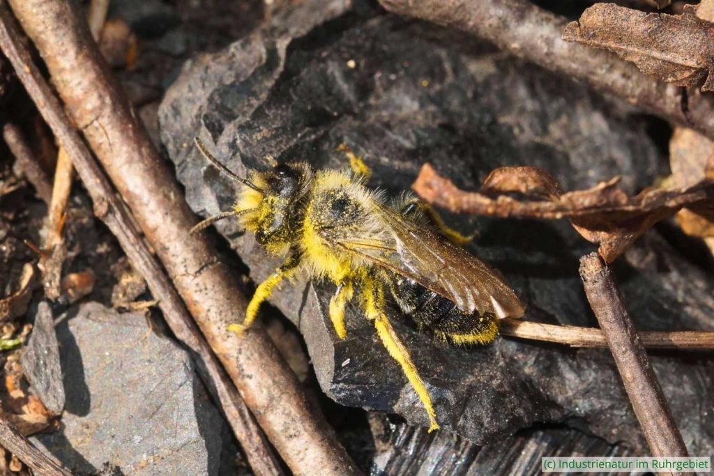 Grauschwarze Weiden-Sandbiene (Andrena vaga), Halde Pörtingsiepen, 05.04.2025