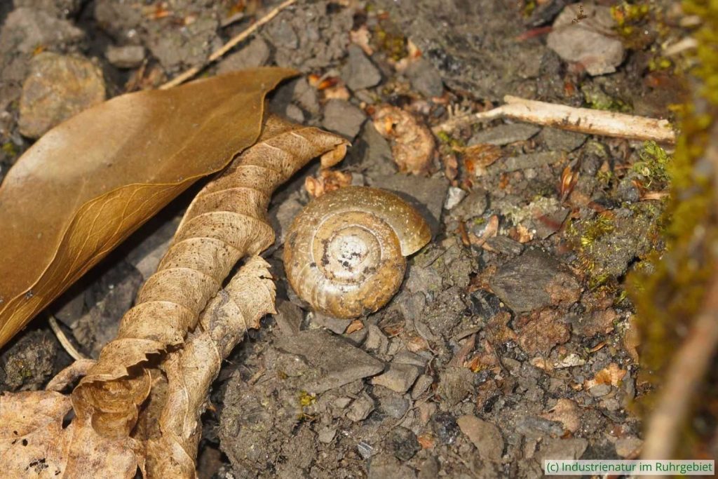 Große Glanzschnecke (Oxychilus draparnaudi), Halde Pörtingsiepen, 05.04.2025