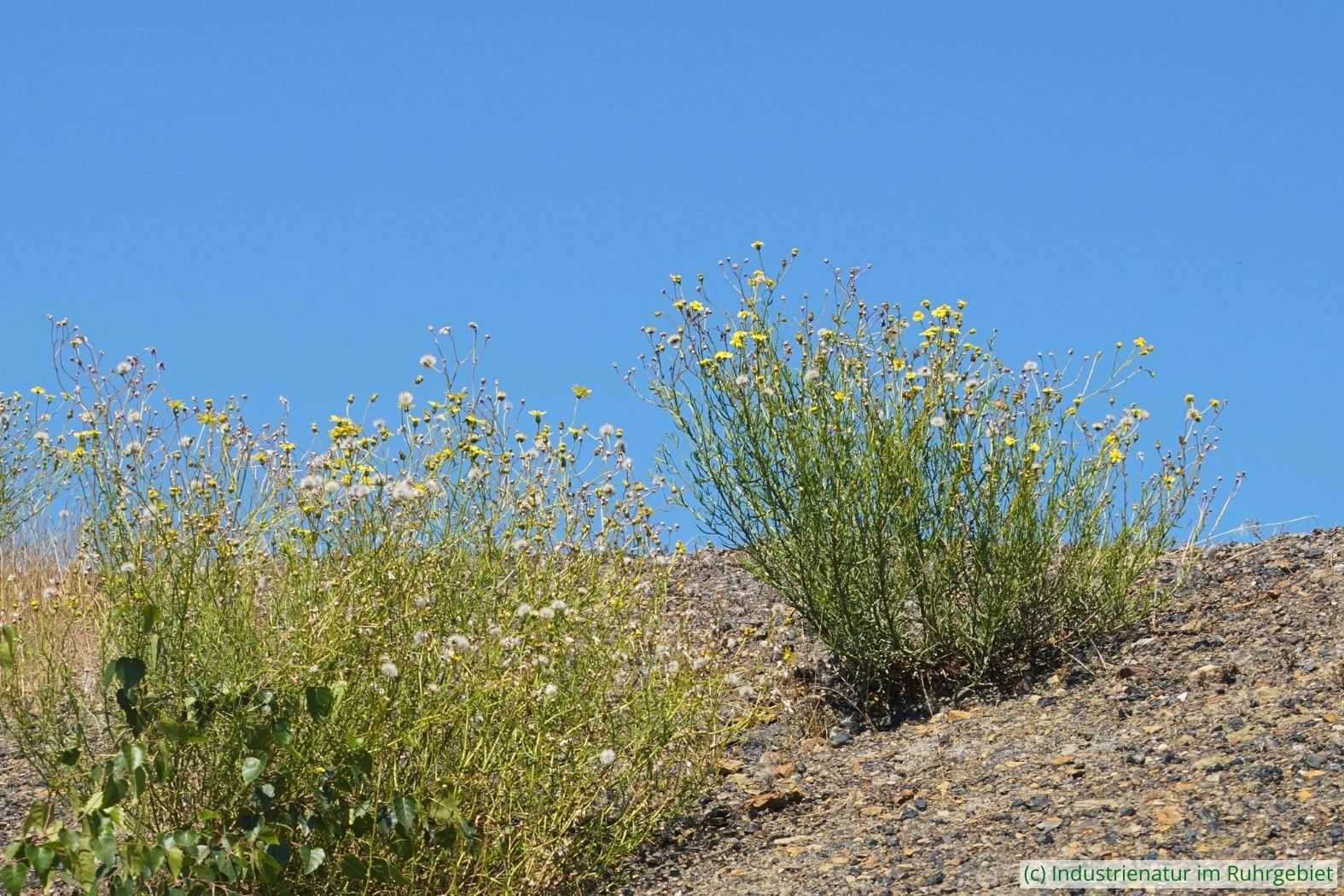 Schmalblättriges Greiskraut (Senecio inaequidens), Halde Rheinelbe, 23.07.2020