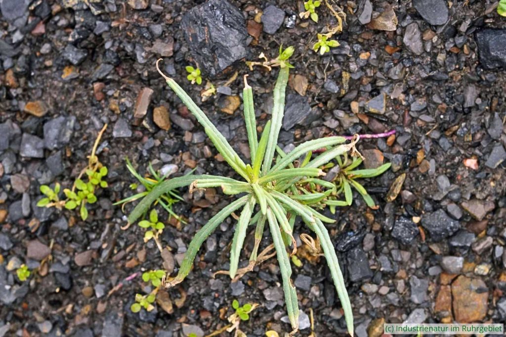 Schmalblättriges Greiskraut (Senecio inaequidens) im Spätwinter, Halde Rheinelbe, 25.02.2023
