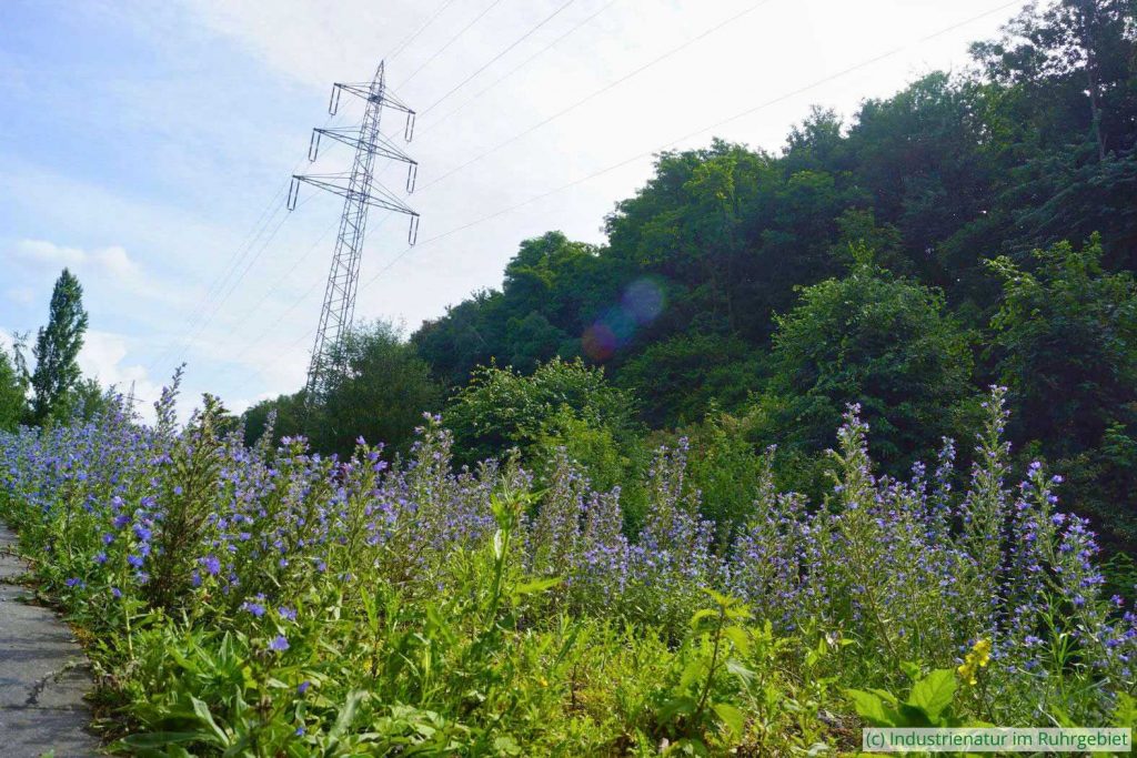 Lebensraum der Natternkopf-Netzwanze (Dictyla echii) mit großem Bestand des Gewöhnlichen Natternkopfes (Echium vulgare), Halde Rheinelbe, 28.06.2016