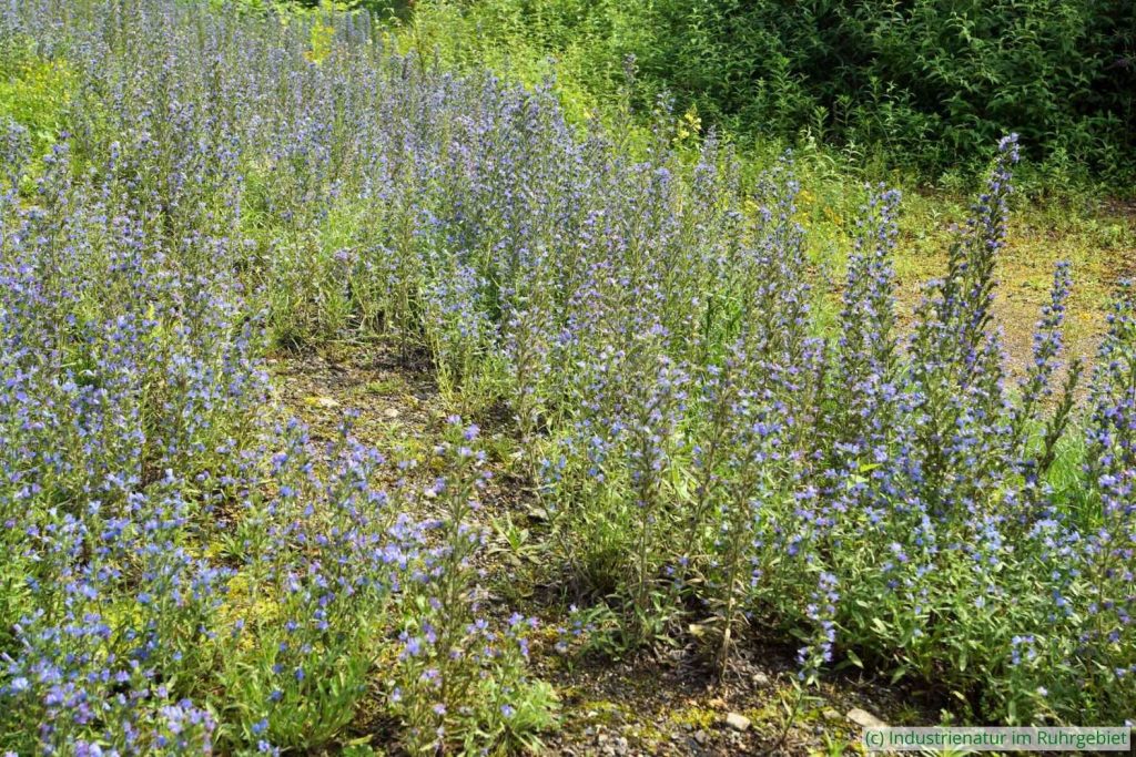 Lebensraum der Natternkopf-Grasminiermotte (Ethmia bipunctella) mit Gewöhnlichem Natternkopf (Echium vulgare), Halde Rheinelbe, 28.06.2016