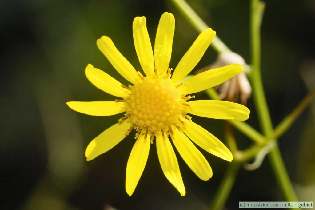 Blütenkörbchen des Schmalblättrigem Greiskrauts (Senecio inaequidens), Halde Rungenberg, 24.09.2023