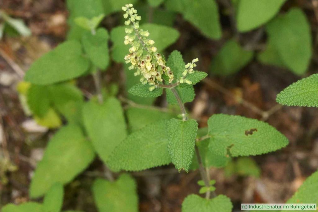 Salbei-Gamander (Teucrium scorodonia), Halde Zollern, 05.07.2025