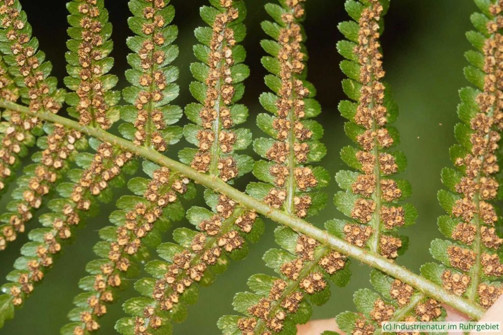 Gewöhnlicher Wurmfarn (Dryopteris filix-mas) von unten betrachtet, Halde Zollern, 05.07.2025