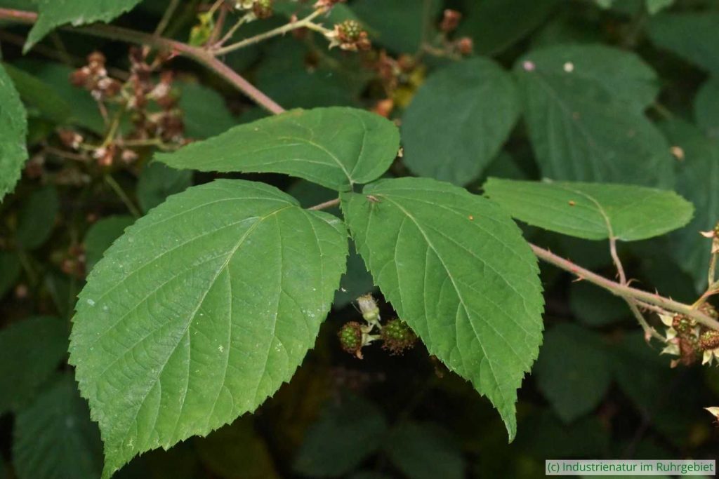 Brombeere (Rubus sp.), Halde Zollern, 05.07.2025