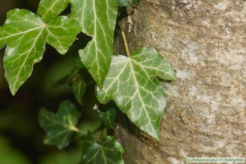 Gewöhnnlicher Efeu (Hedera helix), Halde Zollern, 05.07.2025