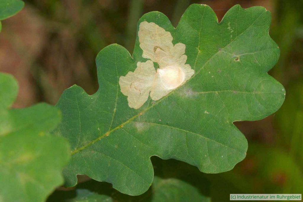 Blatt einer Traubeneiche (Quercus petraea) mit typischem Fraßgang einer Raupe der Großen Eichen-Schopfstirnmotte (Tischeria ekebladella), Halde Zollern, 05.07.2025